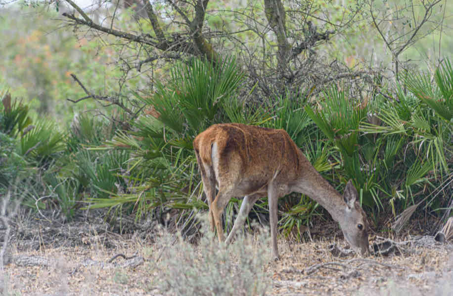 Huelva - parque nacional de Doñana 06 - Ciervo.jpg